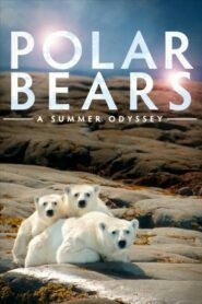 Polární medvědi
